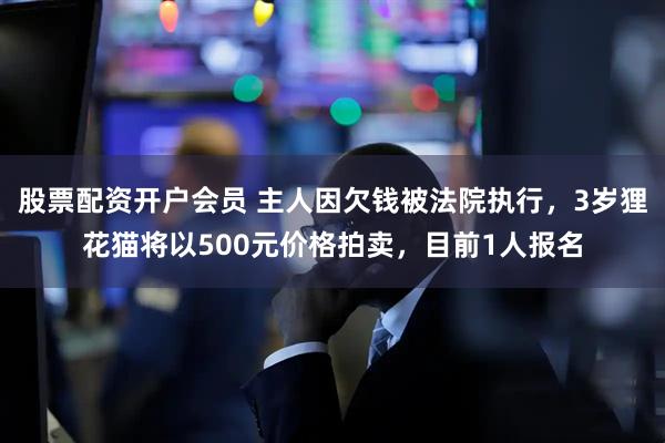股票配资开户会员 主人因欠钱被法院执行，3岁狸花猫将以500元价格拍卖，目前1人报名